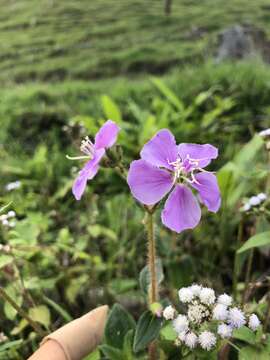 صورة Pleroma gracile (Bonpl.) A. Gray