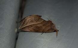 Image of Calyptra canadensis Bethune 1865