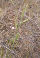 صورة Streptanthus glandulosus subsp. secundus (Greene) Kruckeb.