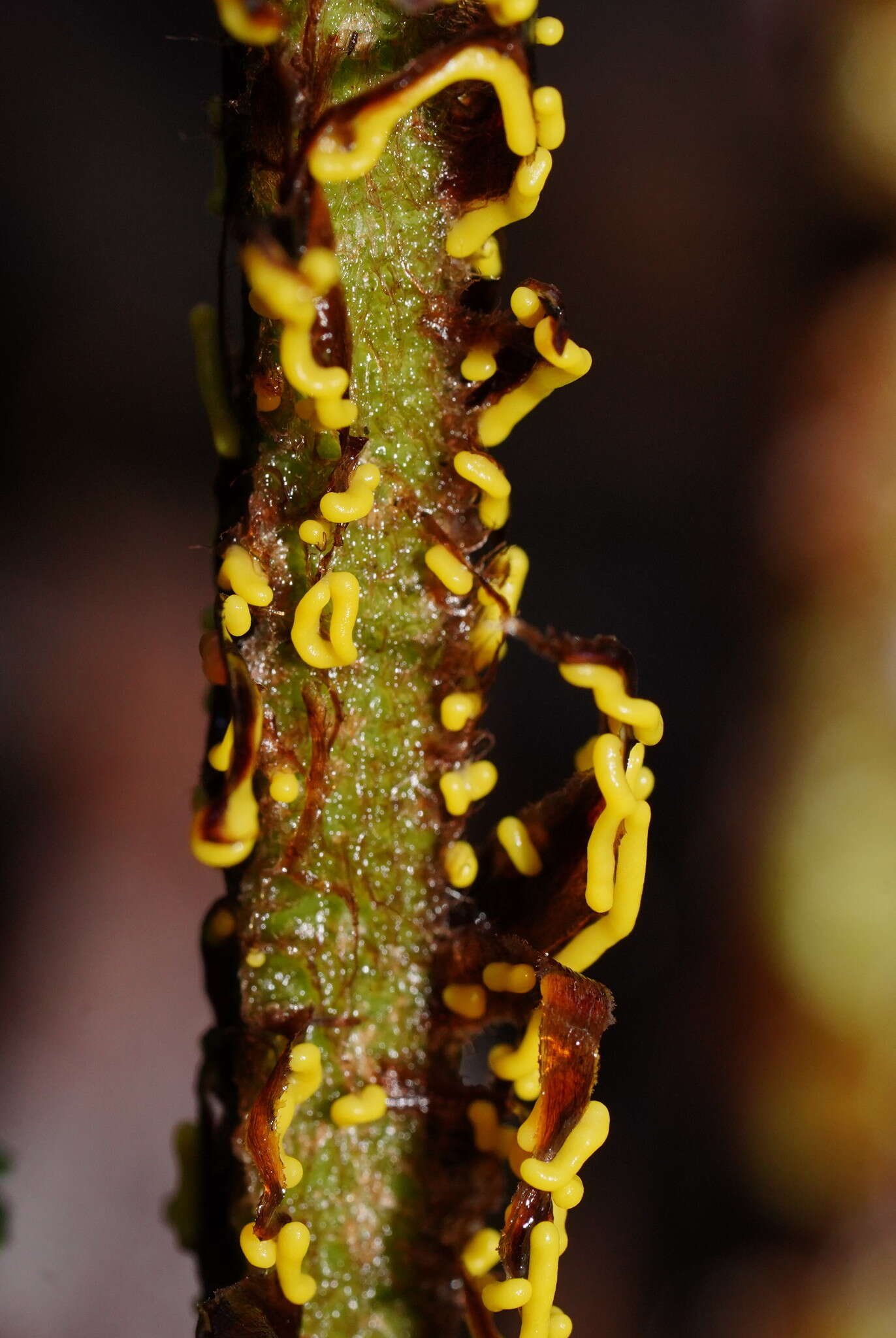 Image of Physarum luteolum