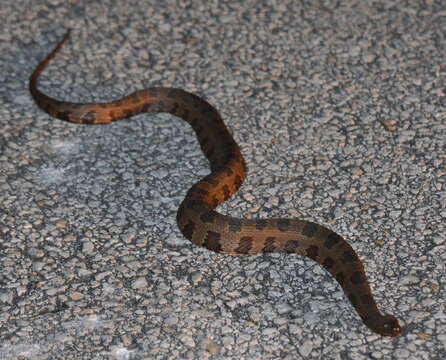 Image of Brown Water Snake