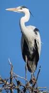 صورة Ardea cinerea cinerea Linnaeus 1758