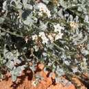 Sivun Euploca pachyphylla (L. A. Craven) kuva