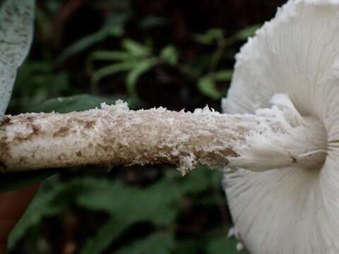 Image of Amanita vestita Corner & Bas 1962