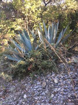 Agave americana subsp. protamericana Gentry resmi