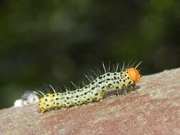 Imagem de Lithacodia crotopha Swinhoe 1905