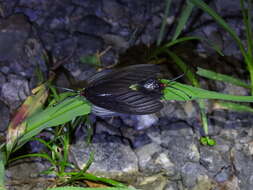 Image of Histia flabellicornis ultima Hering 1922