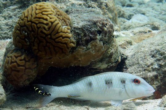 Image of spotted goatfish
