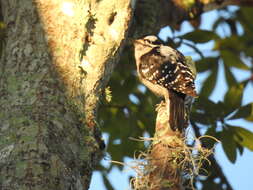 Dryobates pubescens pubescens (Linnaeus 1766) resmi