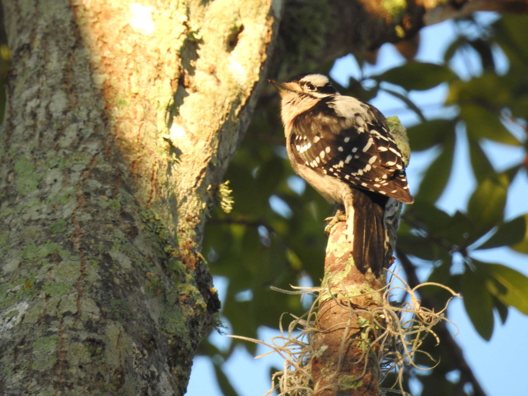 Dryobates pubescens pubescens (Linnaeus 1766) resmi