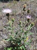 صورة Cirsium tracyi (Rydb.) Petr.