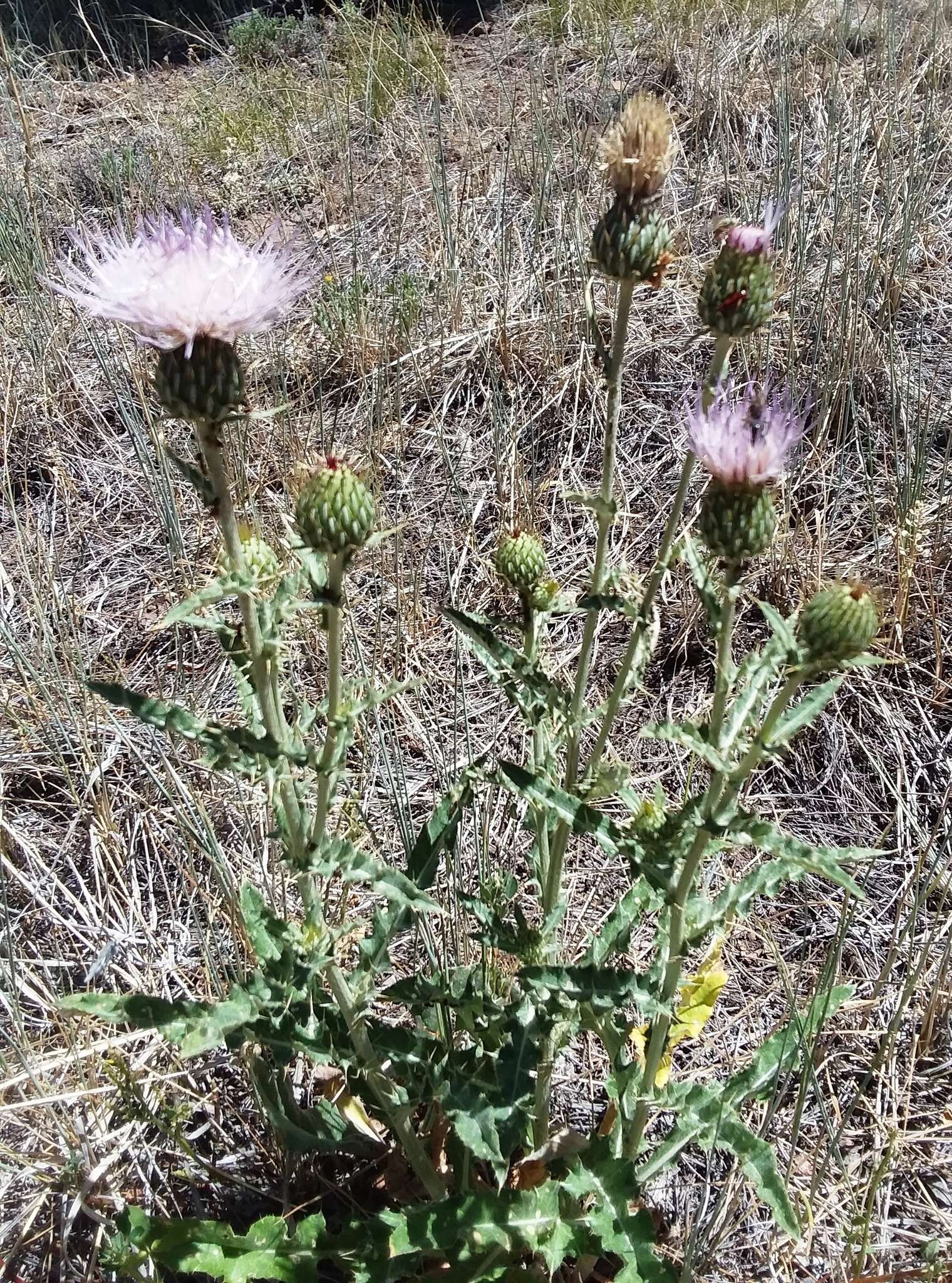 صورة Cirsium tracyi (Rydb.) Petr.