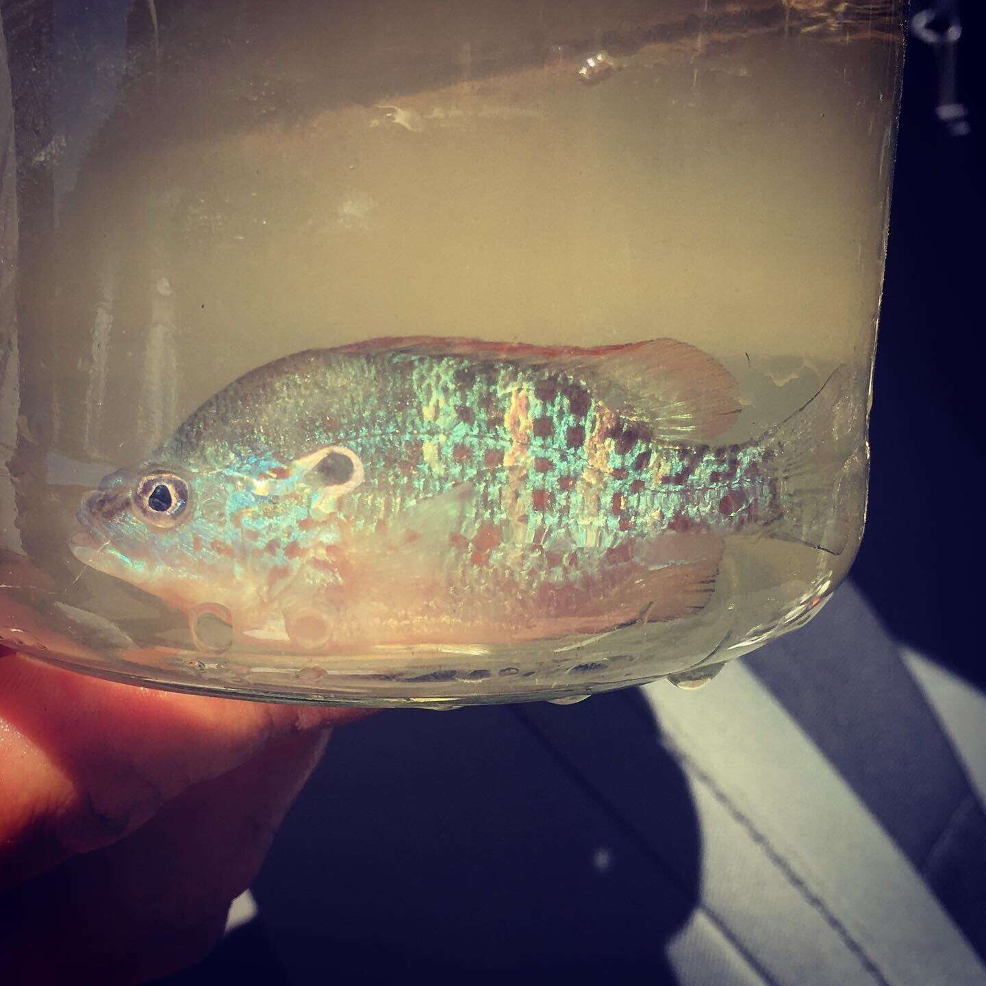 Image of Orangespotted Sunfish