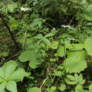 Image of Leucanthemum rotundifolium (Willd.) DC.
