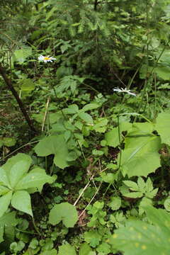 Image of Leucanthemum rotundifolium (Willd.) DC.