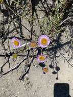 Image of Blochman's erigeron