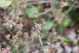 Image of Leucopogon hirsutus Sond.