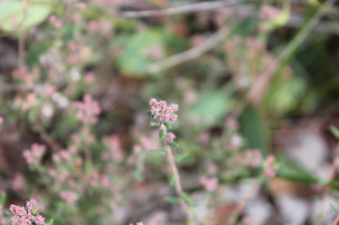 Image of Leucopogon hirsutus Sond.