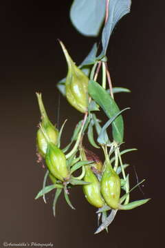 Image of Hypericum oblongifolium Choisy