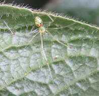 Image of Theridion grallator Simon 1900