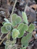 Image of desert passionflower