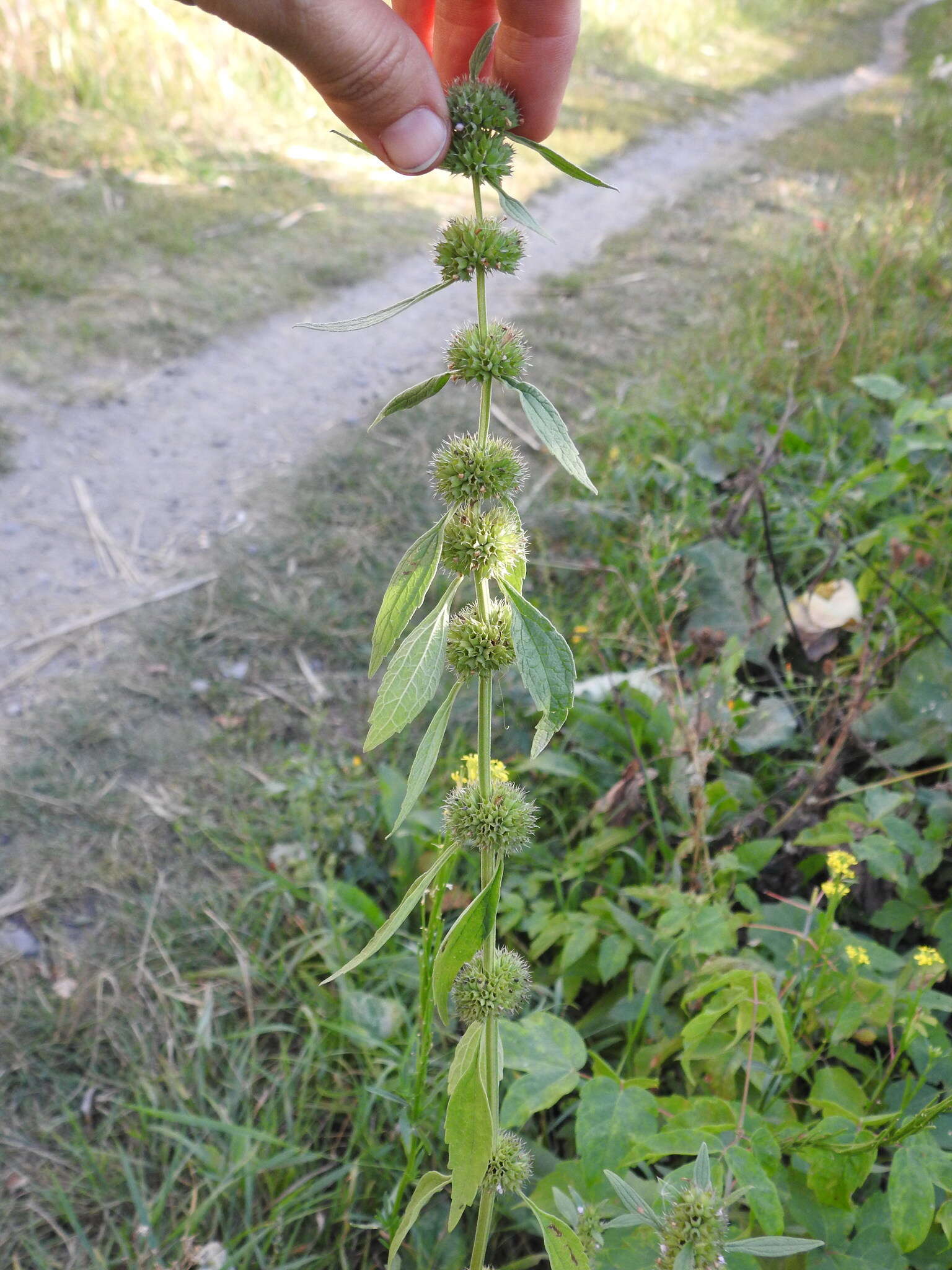 Image of lion's tail