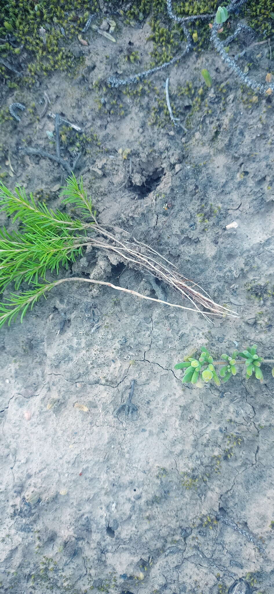 Image of Oxalis confertifolia (Kuntze) Knuth