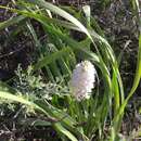 Image of Anacamptis pyramidalis var. pyramidalis