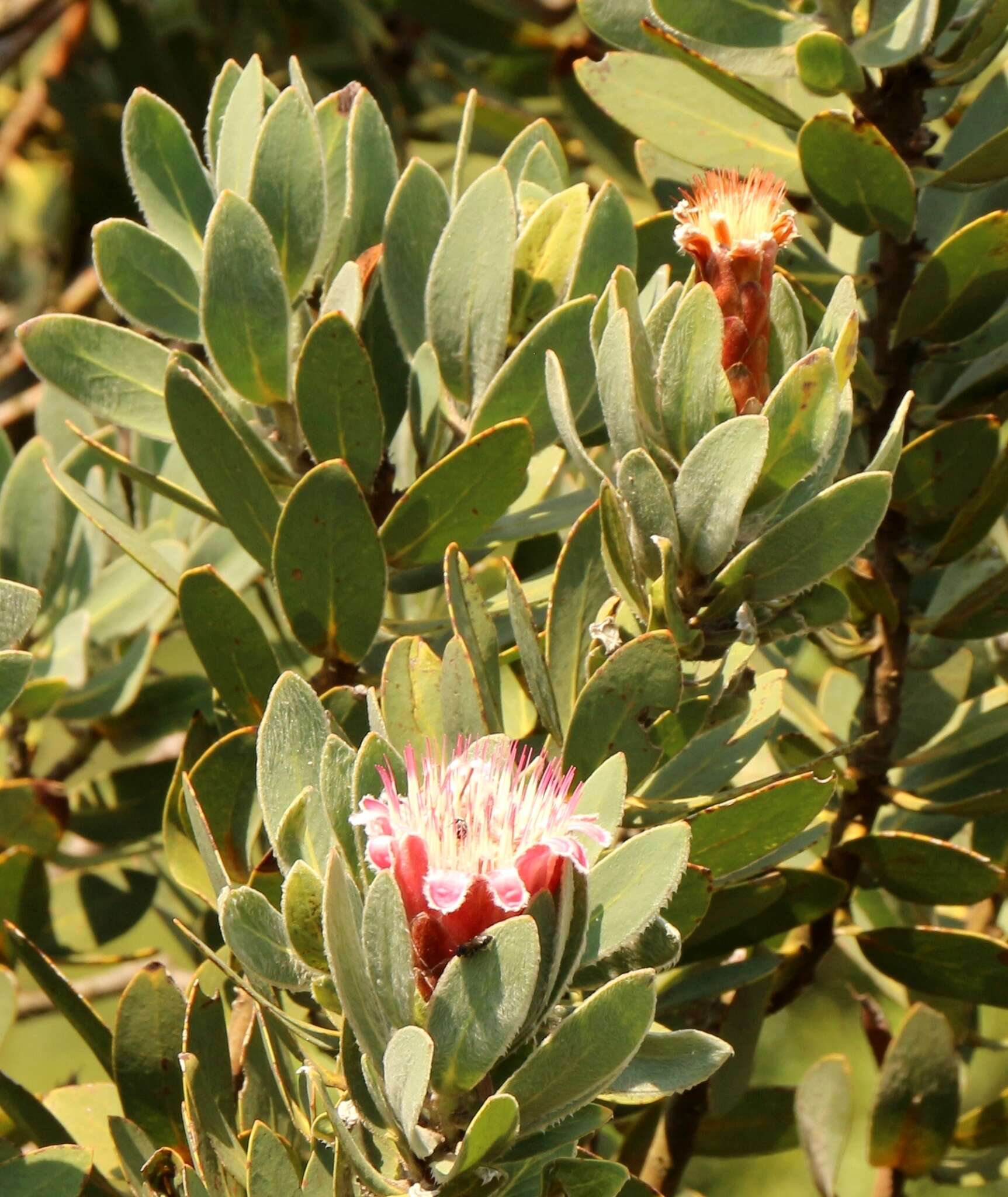 Plancia ëd Protea subvestita N. E. Br.