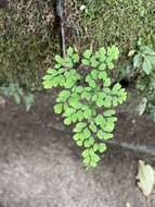 Adiantum andicola Liebm.的圖片