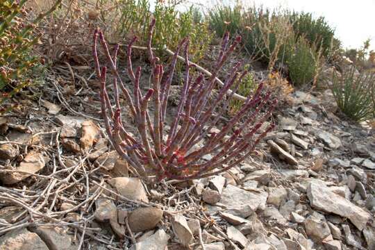 Image of Anabasis truncata (Schrenk) Bunge