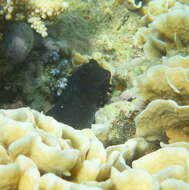 Image of Lady Musgrave blenny