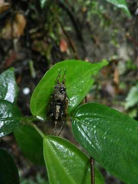 Image of Mogannia formosana Matsumura 1907