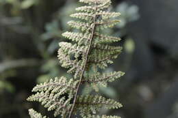 Image of Myriopteris myriophylla (Desv.) J. Sm.