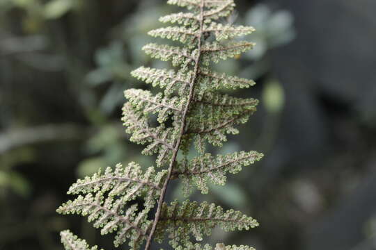 Image of Myriopteris myriophylla (Desv.) J. Sm.