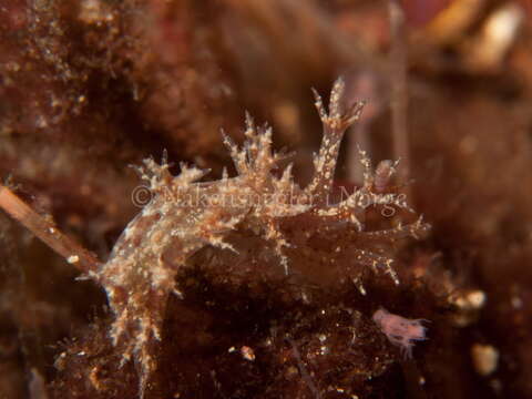 Image of bushy-backed nudibranch