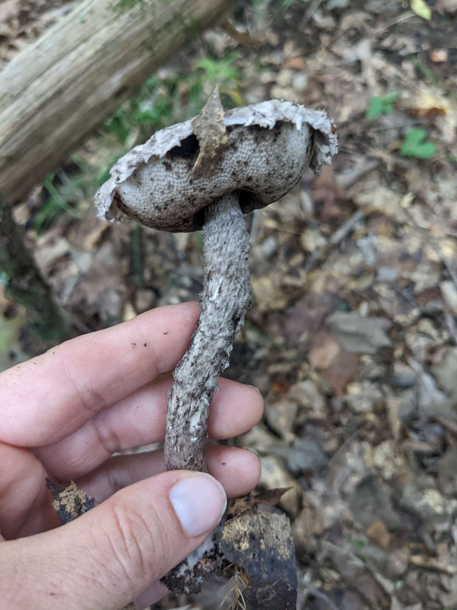 Слика од Strobilomyces confusus Singer 1945