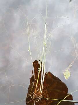 Image of Swaying bulrush