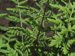 Image de Cheilanthes multifida subsp. multifida