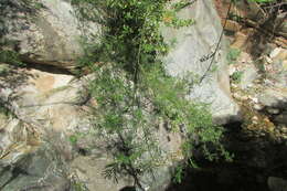Image of Psoralea suaveolens