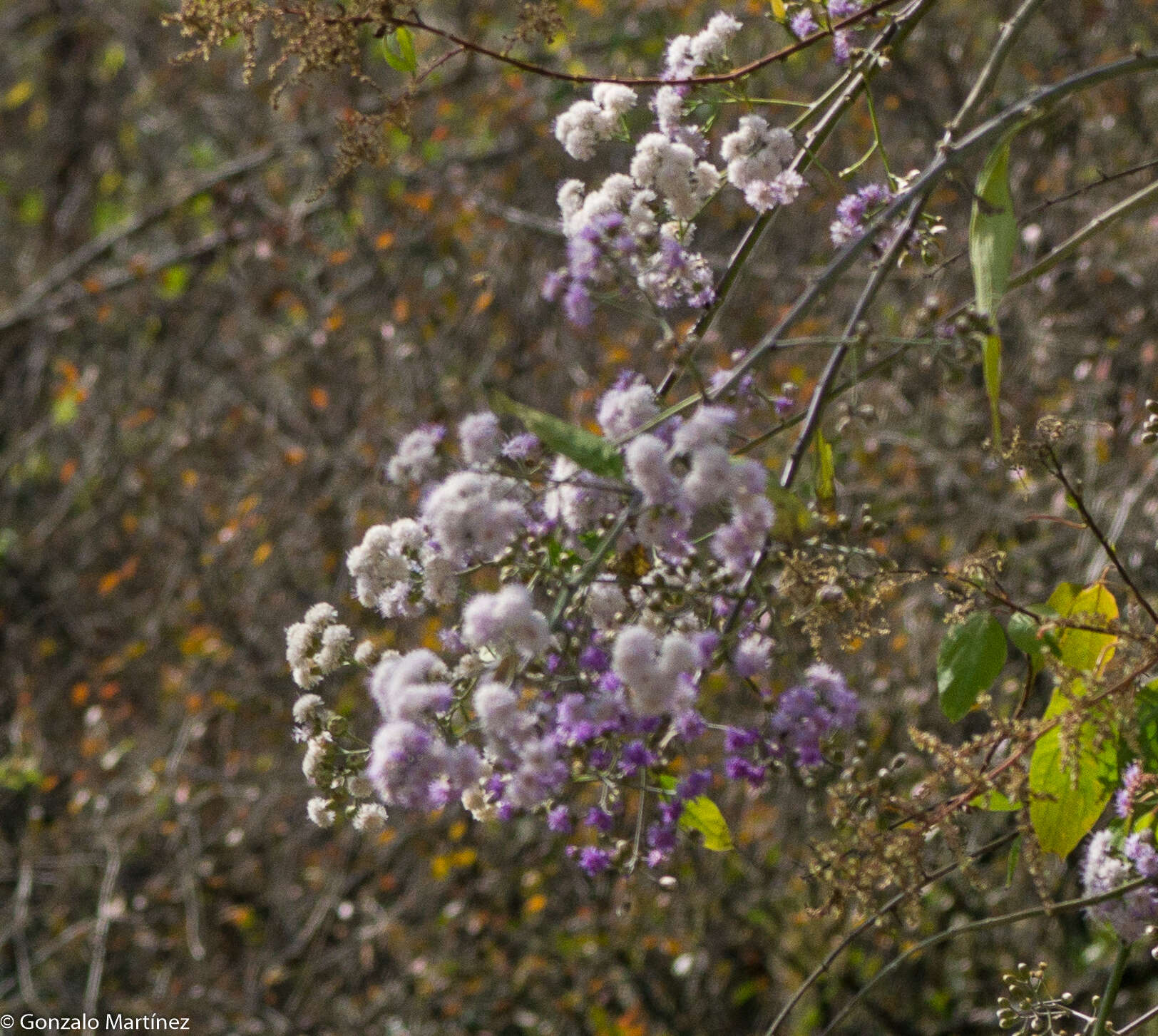 Plancia ëd Quechualia fulta (Griseb.) H. Rob.