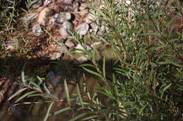 Image of narrowleaf willow