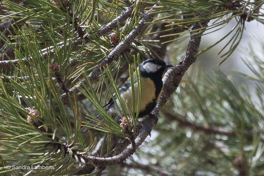 Image of Parus major aphrodite Madarász 1901