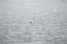 Image de Mouette de Patagonie