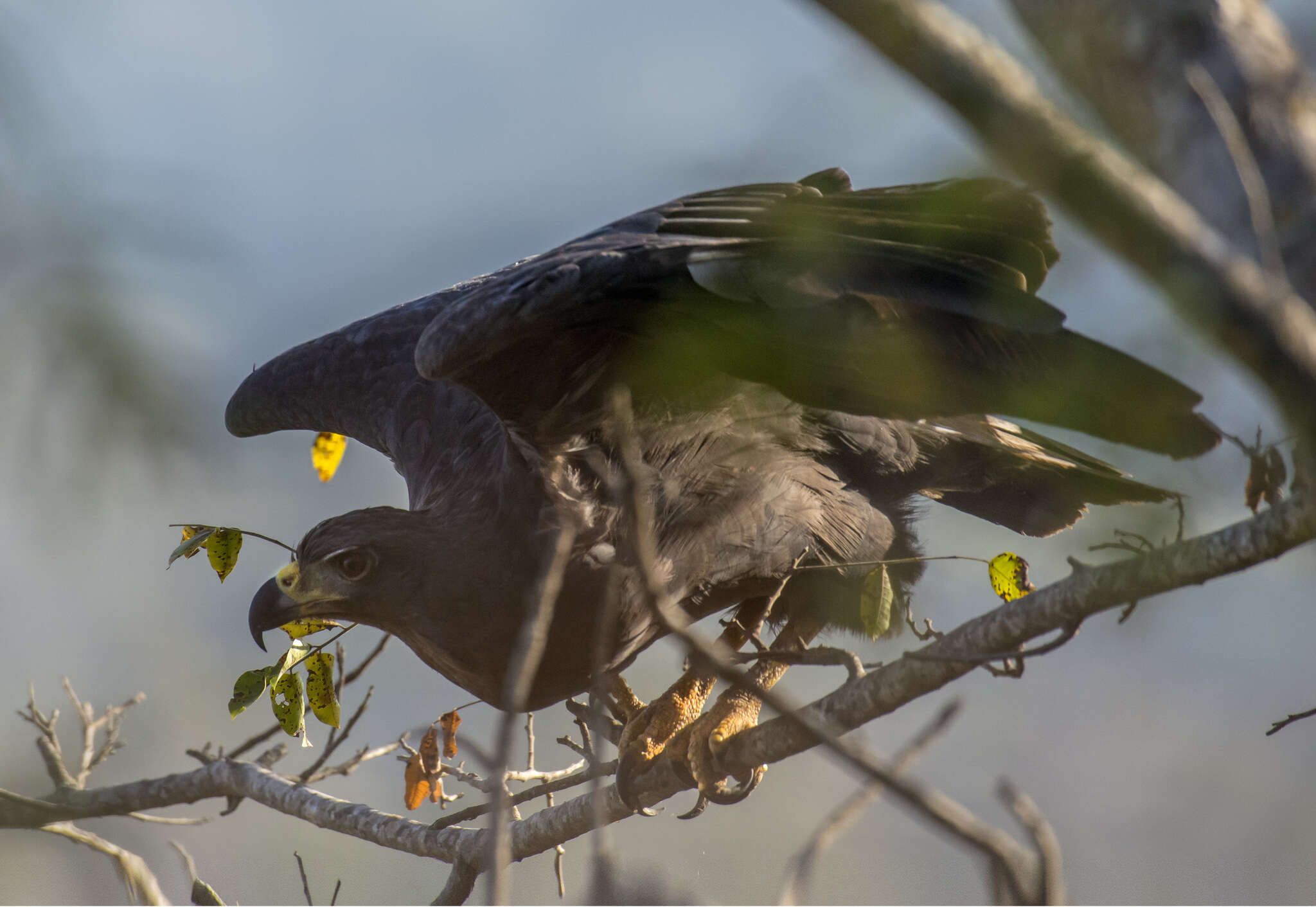 Image of Black Solitary Eagle