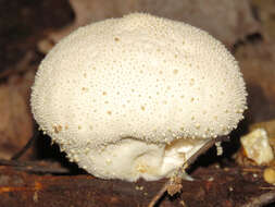 Imagem de Lycoperdon perlatum Pers. 1796