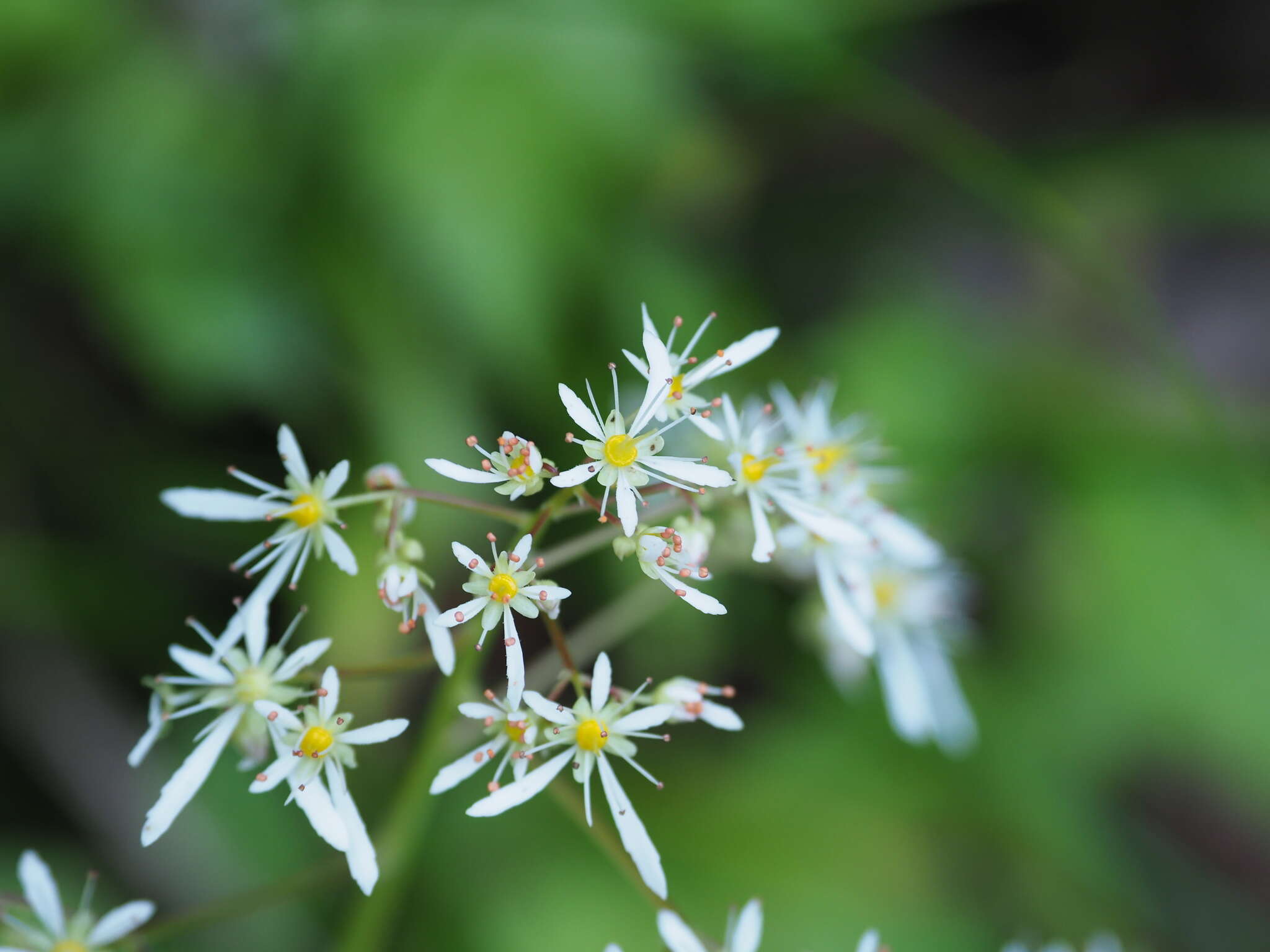 Image of Saxifraga fortunei var. alpina (Matsumura & Nakai) Nakai