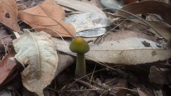 Image of Protoxerula flavo-olivacea (R. H. Petersen & Halling) R. H. Petersen 2010