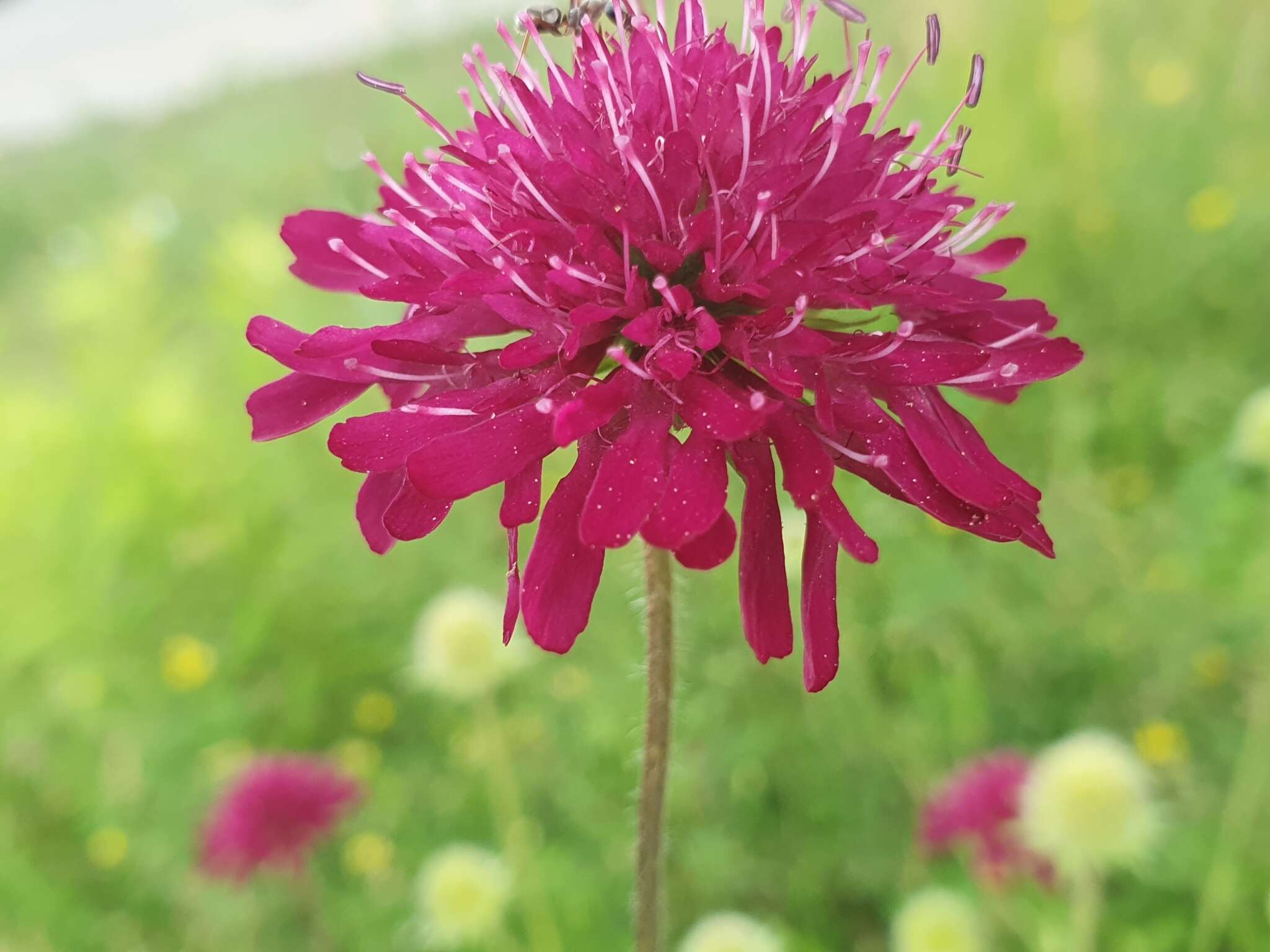 Слика од Knautia macedonica Griseb.