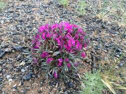 Image of Oxytropis aciphylla Ledeb.